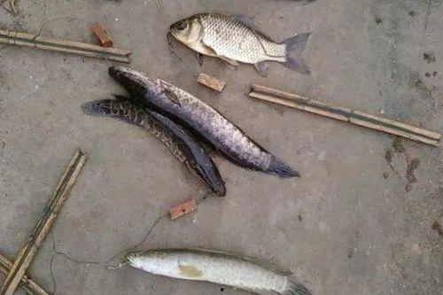 打黑鱼国产竿好用吗视频,好用程度揭秘