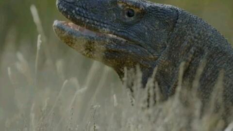 国产蜥蜴可以养吗视频播放,视频揭秘居家饲养技巧