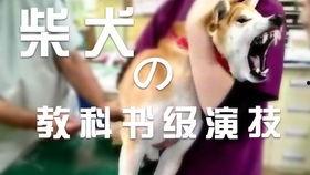 国产超模视频大全,国产超模风采录